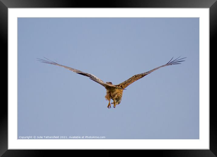 Red kite looking for its next prey Framed Mounted Print by Julie Tattersfield