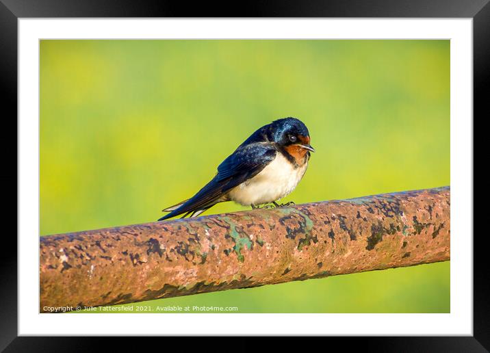Swallow showing off its beautiful colours Framed Mounted Print by Julie Tattersfield