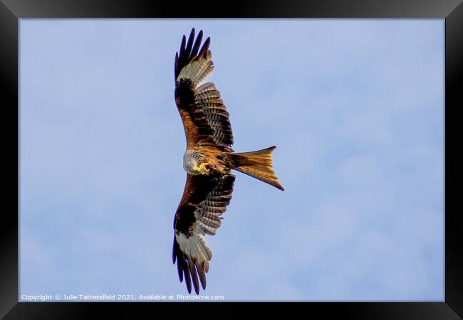 Red Kite caught in the act with a mid-flight snack Framed Print by Julie Tattersfield
