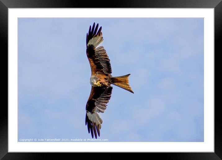Red Kite caught in the act with a mid-flight snack Framed Mounted Print by Julie Tattersfield