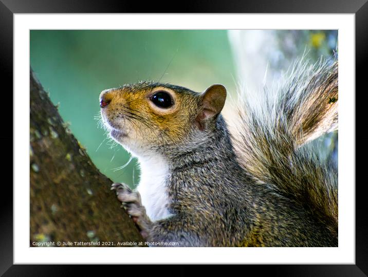 Squirrel hunting in the tree Framed Mounted Print by Julie Tattersfield