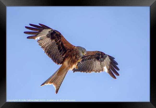 Red Kite checking out its claws! Framed Print by Julie Tattersfield