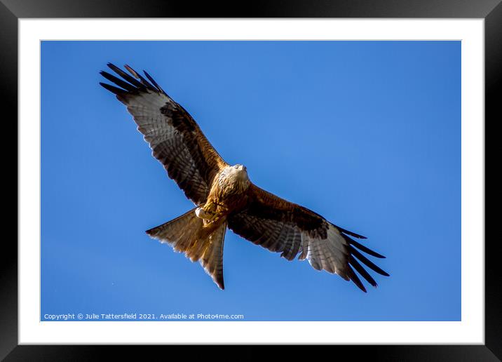 Red Kite tucking into some lunch Framed Mounted Print by Julie Tattersfield