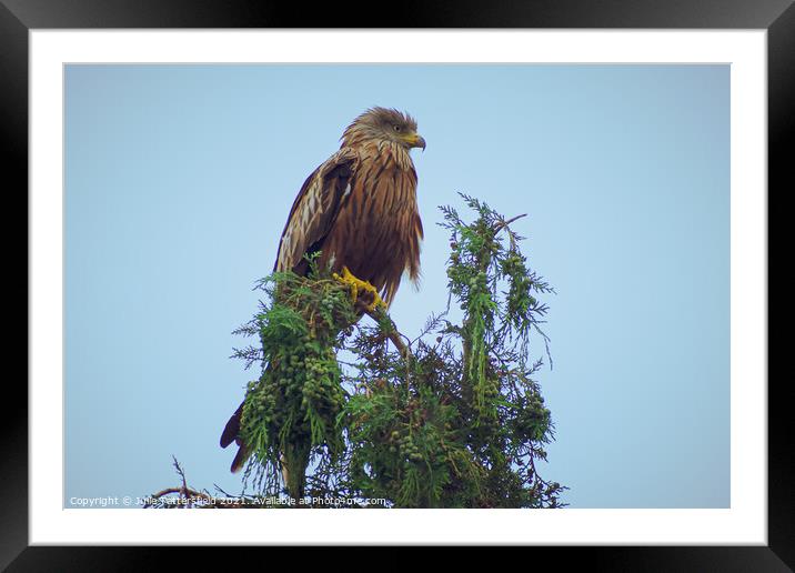 A Red Kite bird standing on a branch Framed Mounted Print by Julie Tattersfield