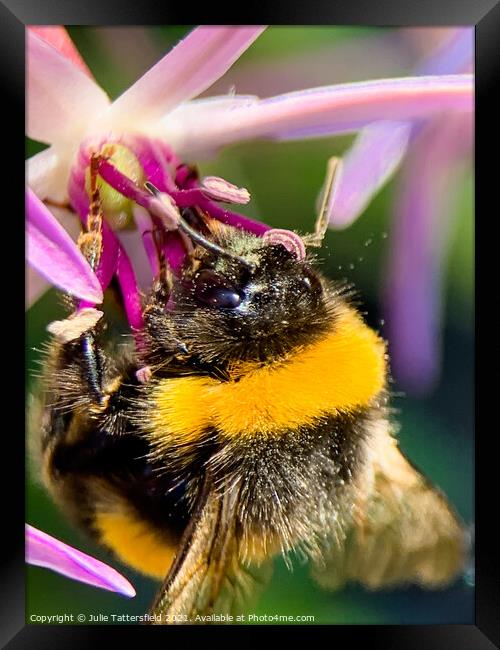 Bee enjoying some nectar lunch Framed Print by Julie Tattersfield