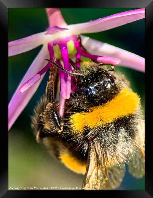 Bumble Bee's lunch! Framed Print by Julie Tattersfield