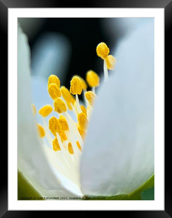 Pistil within the core of a brilliant white flower Framed Mounted Print by Julie Tattersfield