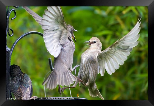Mid-air fledglings in  debate as to who gets the l Framed Print by Julie Tattersfield