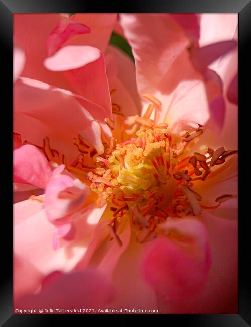 The beauty within the Rose Framed Print by Julie Tattersfield