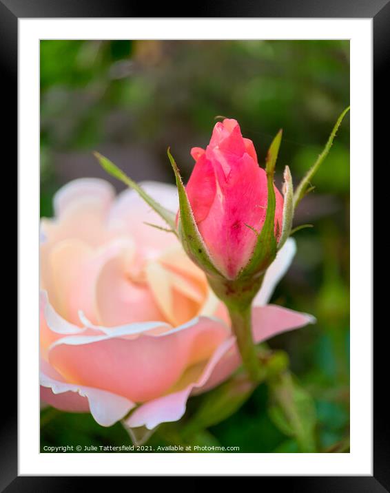 Rose bud reaching for the sunshine Framed Mounted Print by Julie Tattersfield