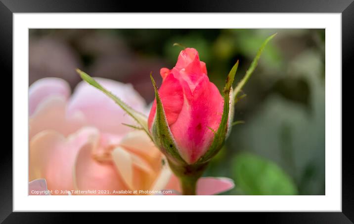 Rose bud dazzling  Framed Mounted Print by Julie Tattersfield