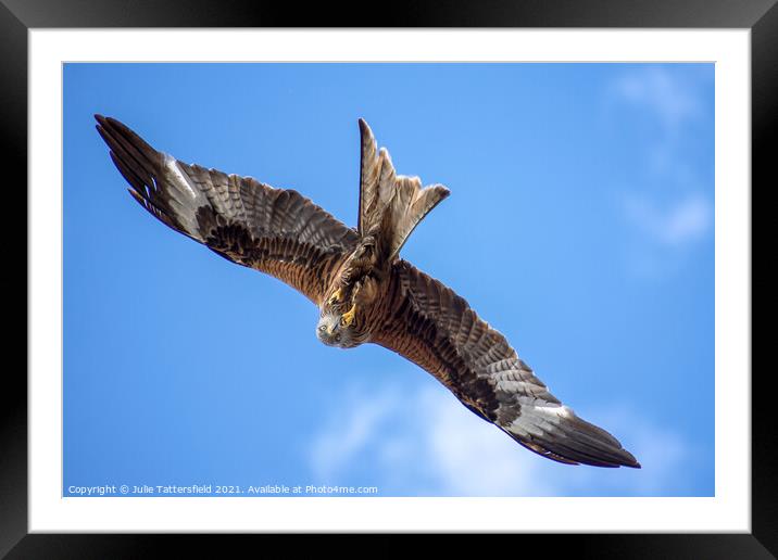 Talent of flying whilst getting those claws up to  Framed Mounted Print by Julie Tattersfield