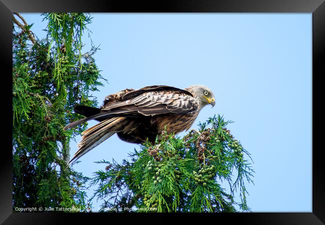 Red Kite perched on tree Framed Print by Julie Tattersfield