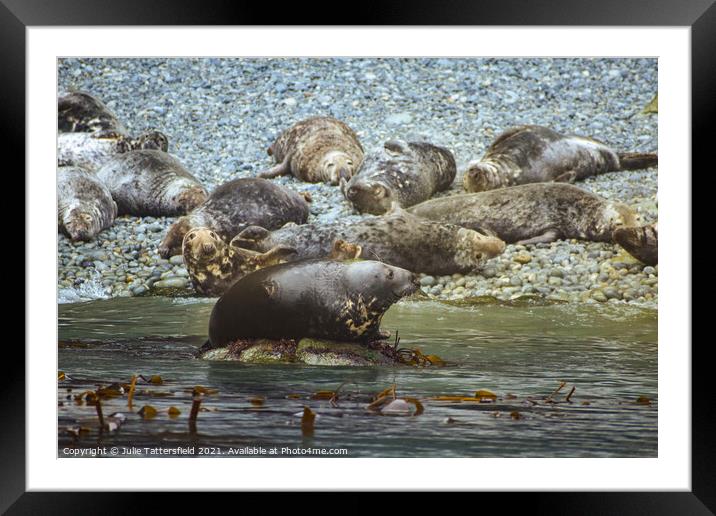 Seal-ed with a smile Framed Mounted Print by Julie Tattersfield