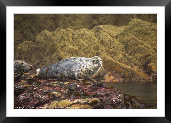 Atlantic Grey Seal chilling out! Framed Mounted Print by Julie Tattersfield