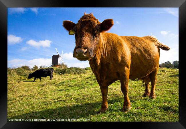 Brown cow saying hello in front of Brill Windmill Framed Print by Julie Tattersfield