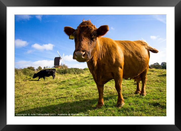 Brown cow saying hello in front of Brill Windmill Framed Mounted Print by Julie Tattersfield