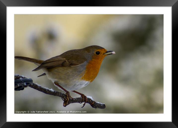 Lunch time for this little Robin redbreast in the  Framed Mounted Print by Julie Tattersfield