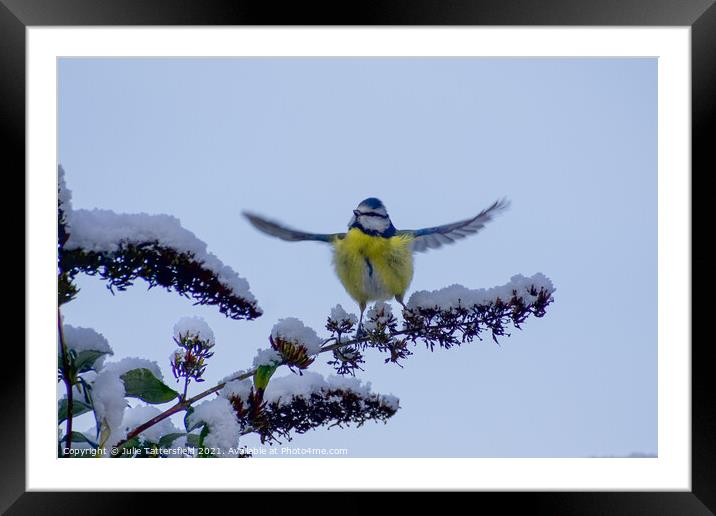 Blue Tit ready to fly! Framed Mounted Print by Julie Tattersfield