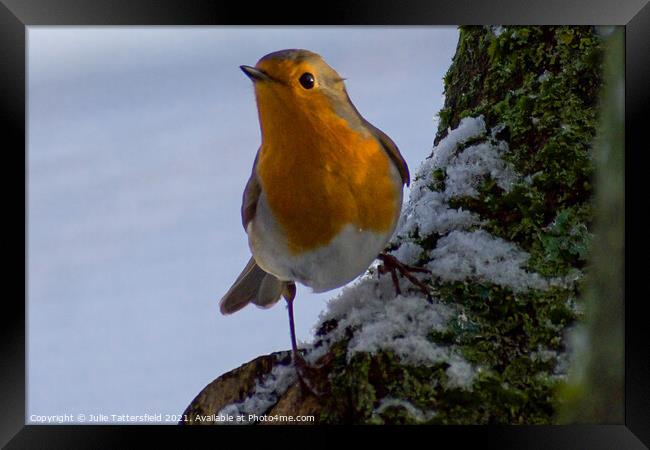 Vibrant  Robin redbreast keeping an  eye out! Framed Print by Julie Tattersfield