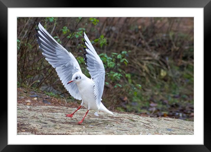 Black headed gull showing off its wings Framed Mounted Print by Julie Tattersfield