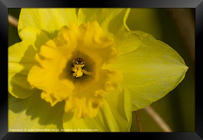 Ladybird bathing in nectar  from the Daffodil Framed Print by Julie Tattersfield