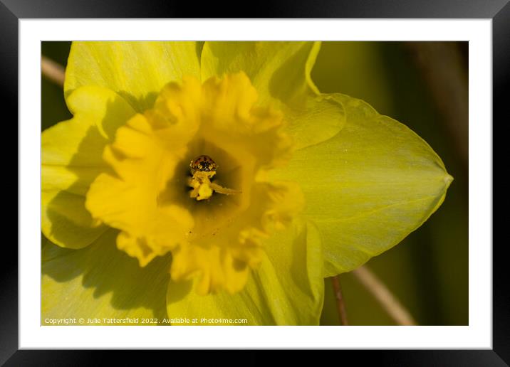 Ladybird bathing in nectar  from the Daffodil Framed Mounted Print by Julie Tattersfield
