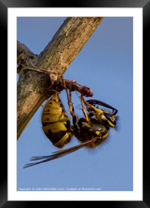 wasp chewing through the branch Framed Mounted Print by Julie Tattersfield