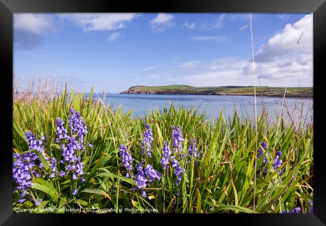 Bluebells by the sea Pembrokeshire Framed Print by Julie Tattersfield