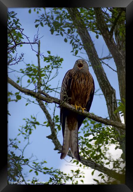 Red Kite Framed Print by Julie Tattersfield