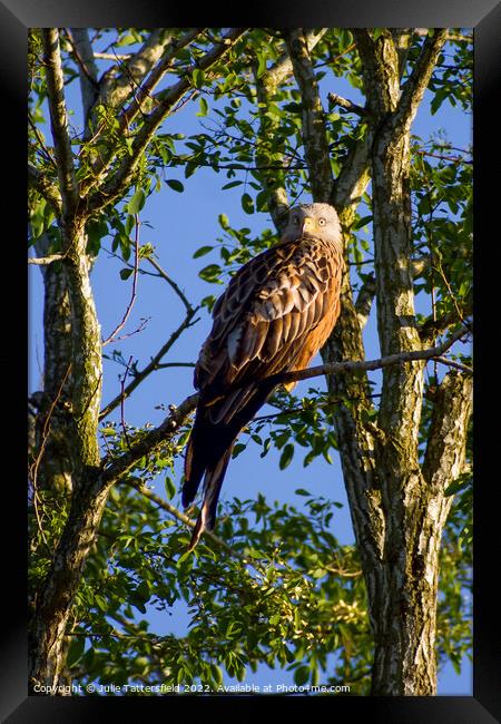 Red Kite enjoying the warm spring sunshine Framed Print by Julie Tattersfield