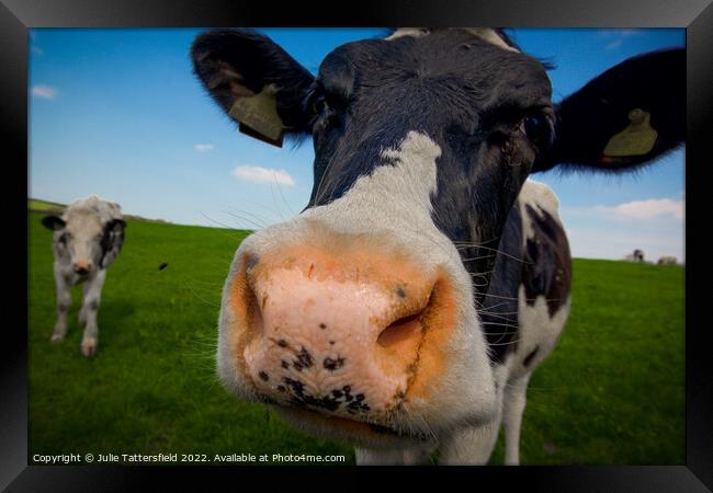 A Friesian cow having a good nosey! Framed Print by Julie Tattersfield