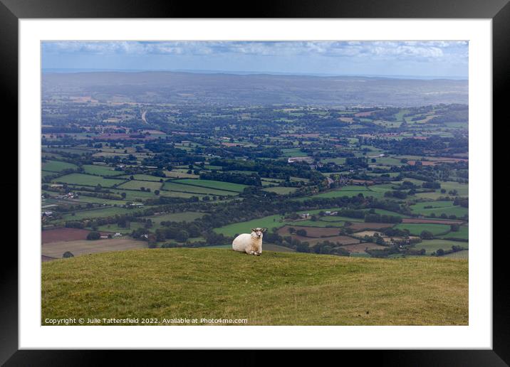 Sheep’s eye view Framed Mounted Print by Julie Tattersfield