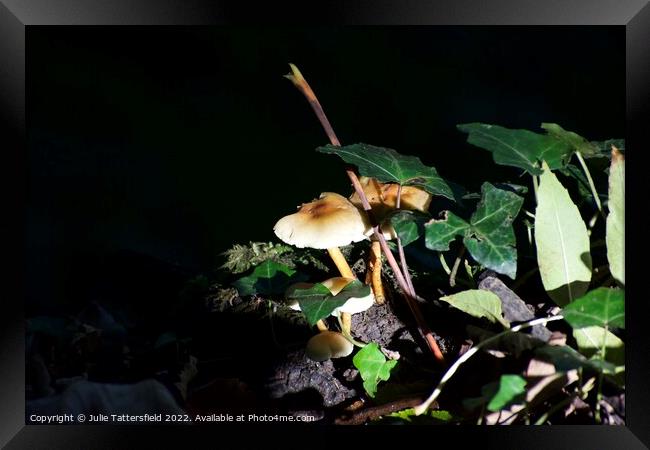 Mushroom light  Framed Print by Julie Tattersfield