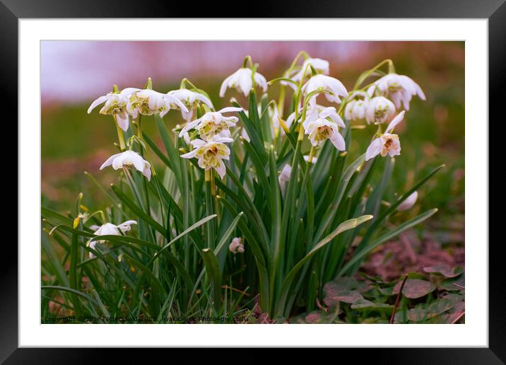 Springs on its way, love snowdrops! Framed Mounted Print by Julie Tattersfield