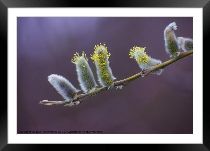 Catkins, its nearly spring! Framed Mounted Print by Julie Tattersfield