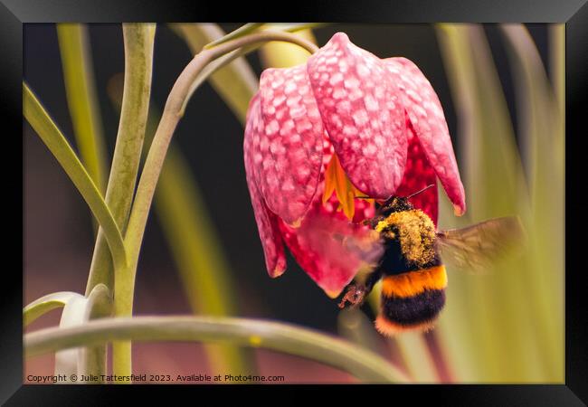 bumble bee's pollen lunch Framed Print by Julie Tattersfield