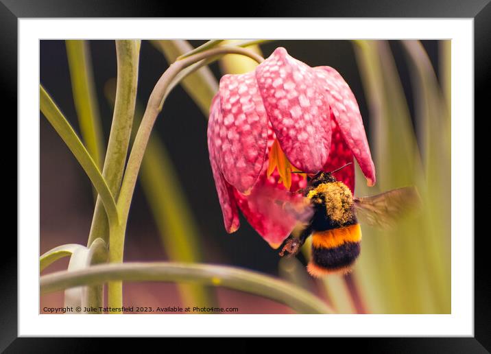 bumble bee's pollen lunch Framed Mounted Print by Julie Tattersfield