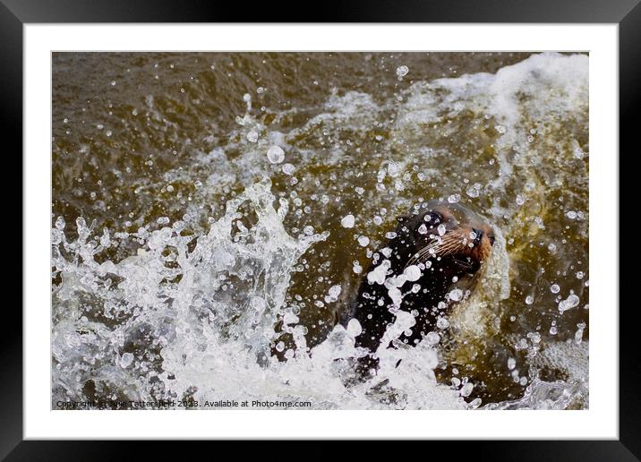 Making a splash!  Framed Mounted Print by Julie Tattersfield