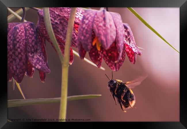 Big Bee Eyes! Framed Print by Julie Tattersfield