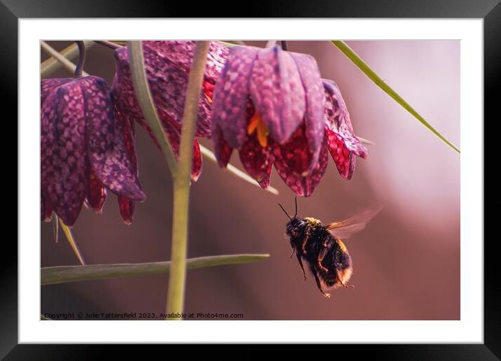 Big Bee Eyes! Framed Mounted Print by Julie Tattersfield