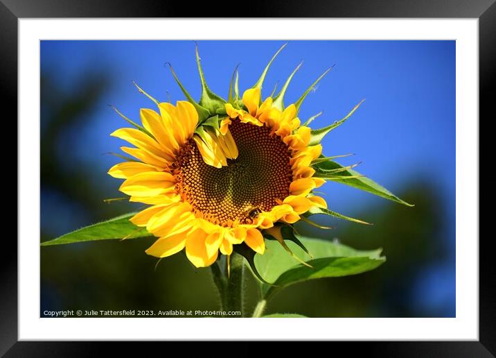 Unique sunflower Framed Mounted Print by Julie Tattersfield