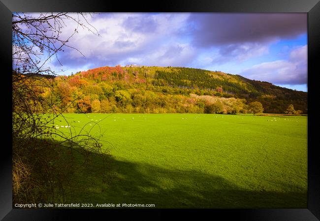 Autumn trees Framed Print by Julie Tattersfield