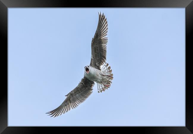 Seagull fun! Framed Print by Julie Tattersfield