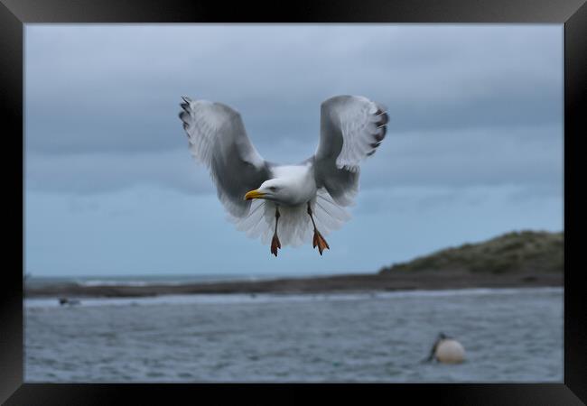 Seagull beauty Framed Print by Julie Tattersfield