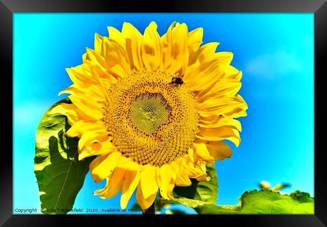  Bee attracted to the sunflower Framed Print by Julie Tattersfield