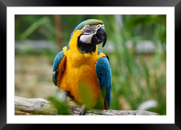 Macaw parrot sitting on a branch  Framed Mounted Print by Julie Tattersfield