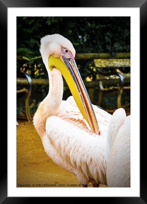 beautiful pelican Framed Mounted Print by Julie Tattersfield