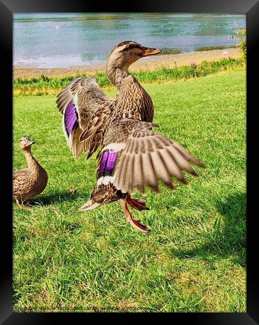 A duck flying high Framed Print by Julie Tattersfield