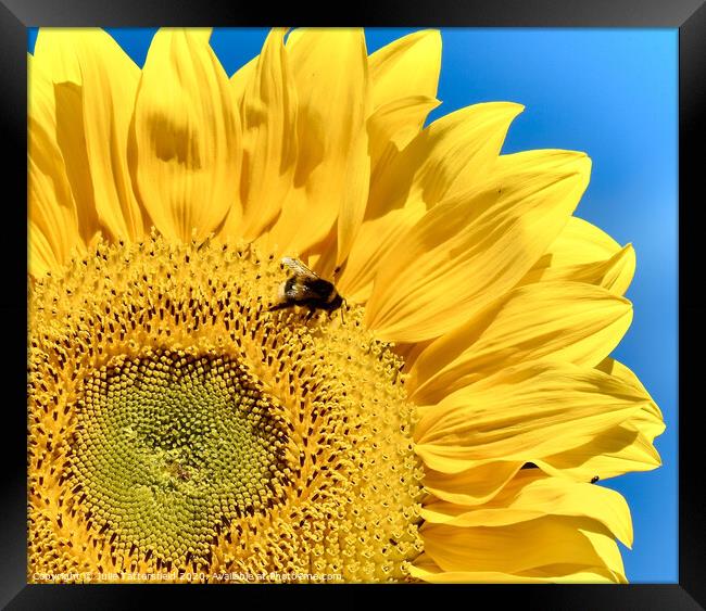 Honey bee enjoying the succulent pollen Framed Print by Julie Tattersfield